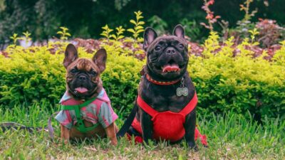 Essential Tips for Selecting Quality Dog Supplies in the UK