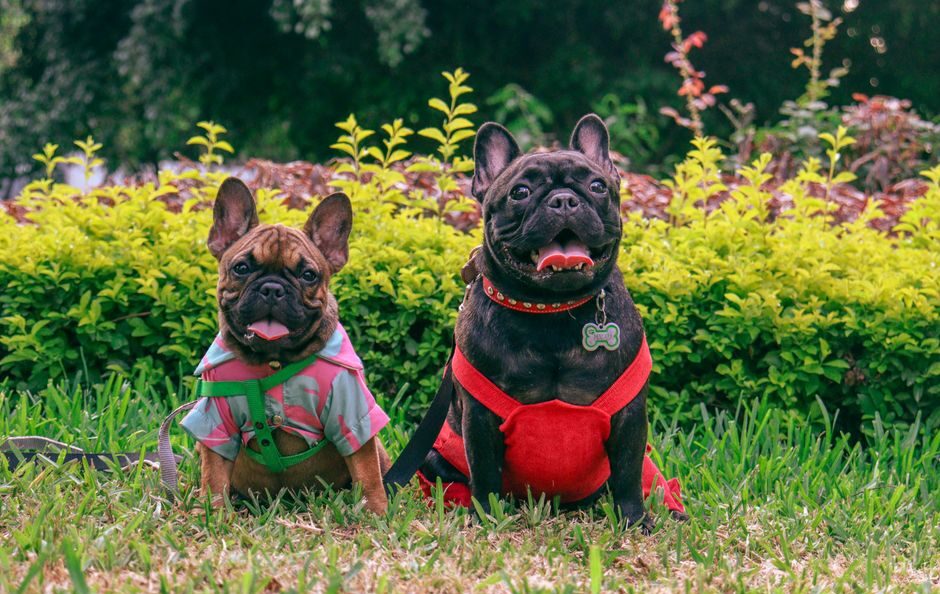 A variety of quality dog supplies including toys, collars, and grooming items displayed in a pet shop.